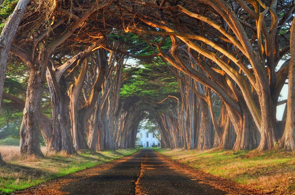 Cypress Tree Tunnel - Photo 1