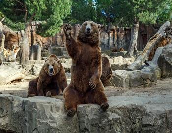 Big Bear Alpine Zoo - Photo 1