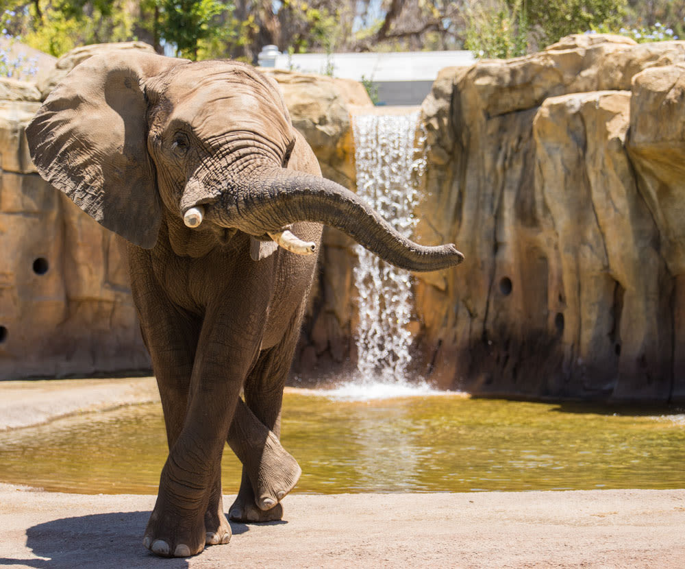 Fresno Chaffee Zoo - Photo 1
