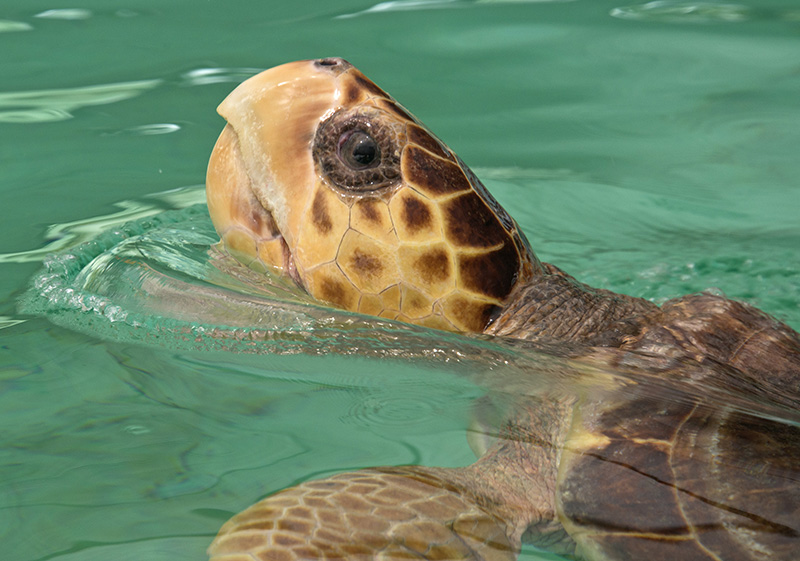 Sea Turtle Rescue - Photo 1