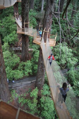 Trees of Mystery - Photo 1
