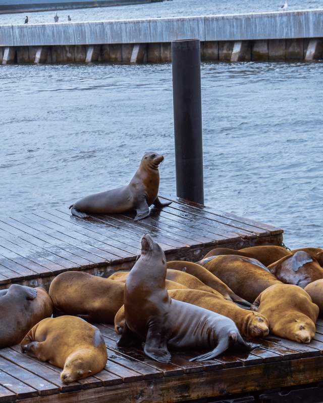 Pier 39 Sea Lions - Photo 1