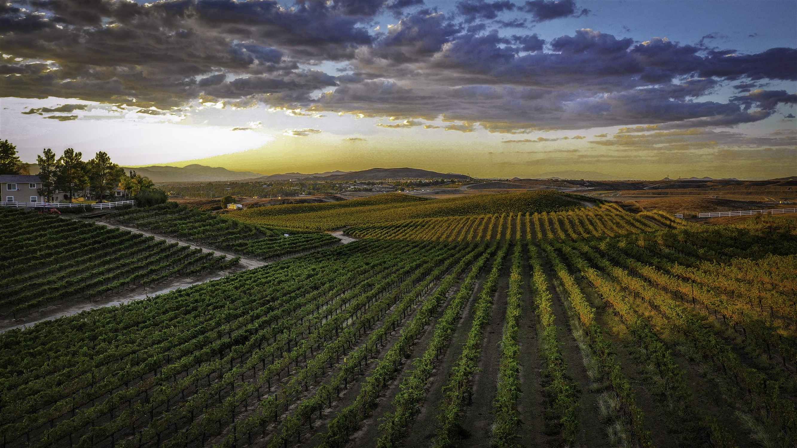 The Vineyards - Photo 1