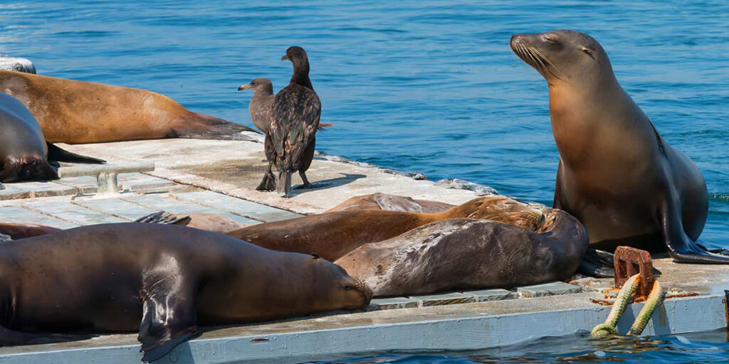 Sea Lions LIVE - Photo 1