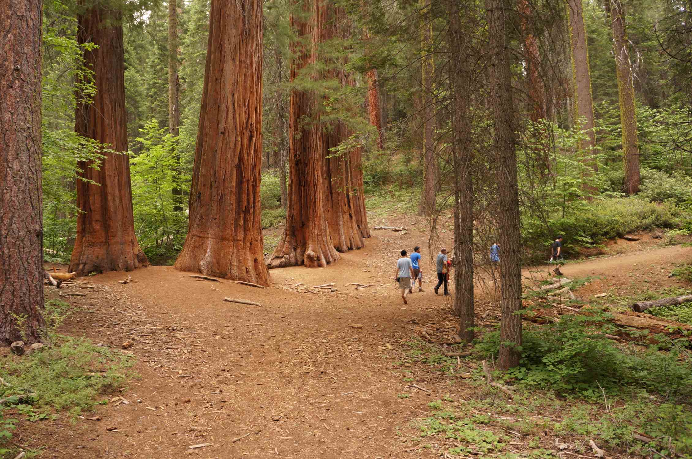 Merced Grove - Photo 1