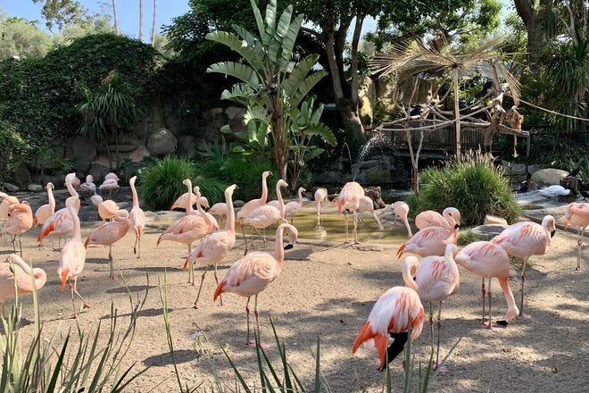 Flamingos at the Santa Barbara Zoo - Photo 1