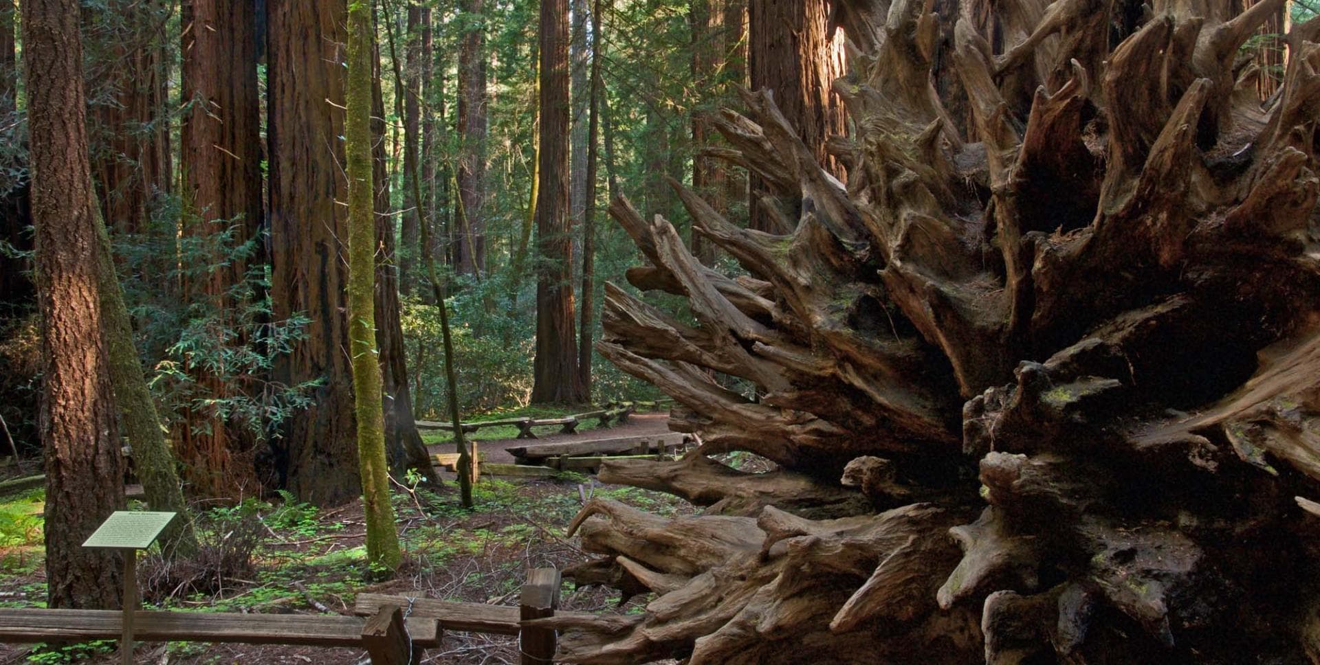 Armstrong Redwoods State Nature Reserve - Photo 1