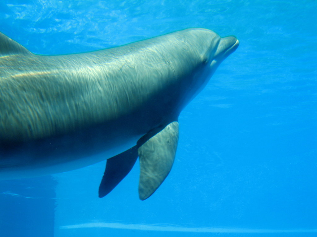 Dolphin Underwater Viewing Window - Photo 1