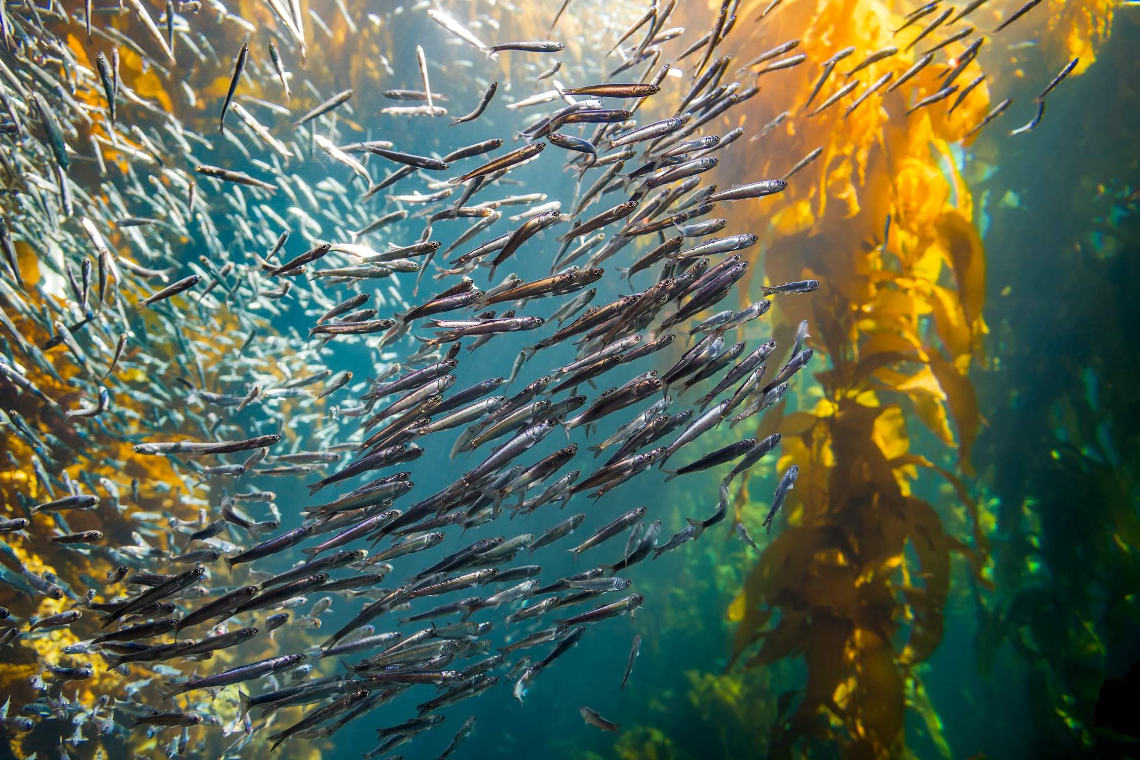 Kelp Forest - Photo 1