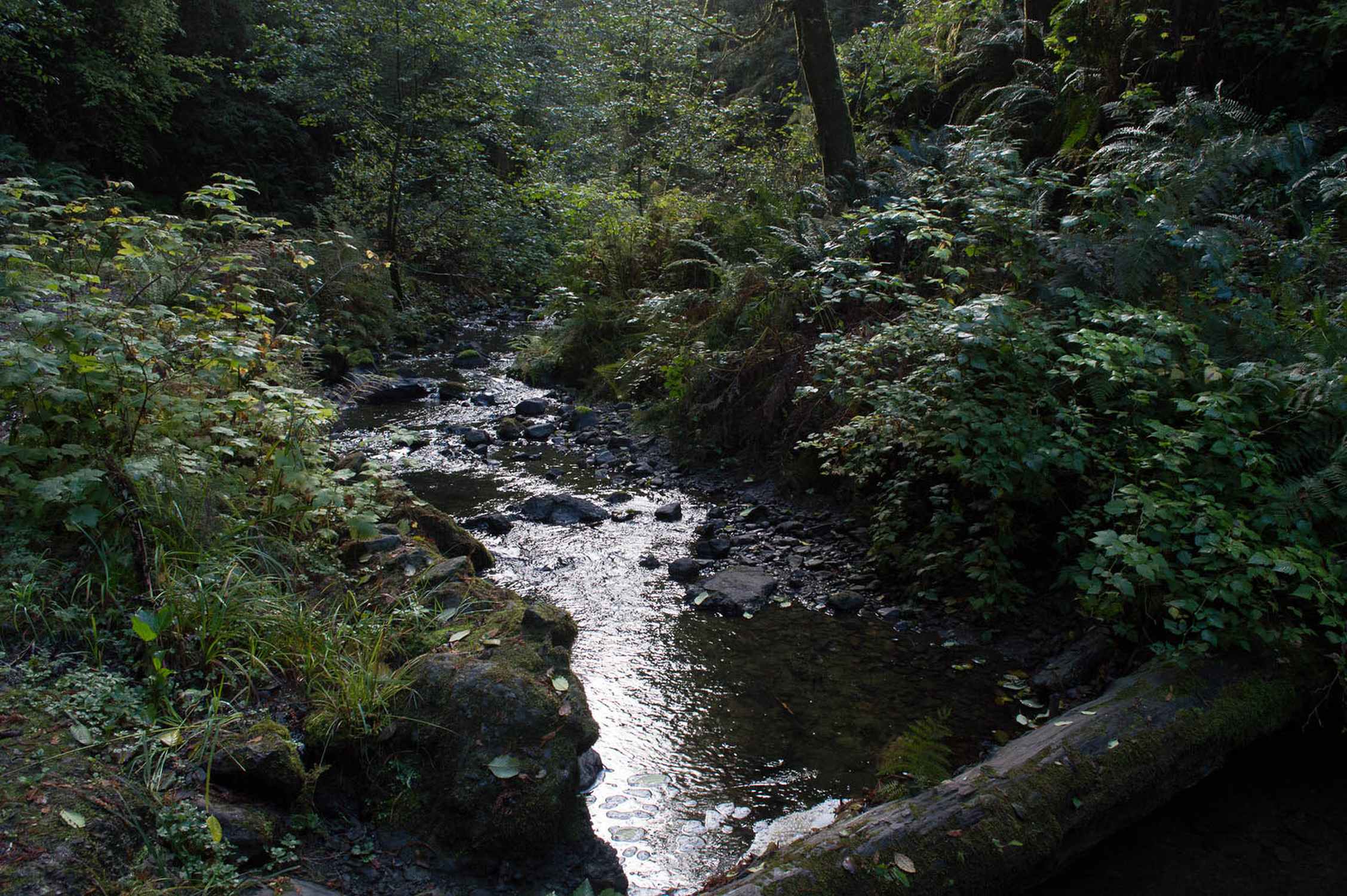 Van Damme State Park - Photo 1