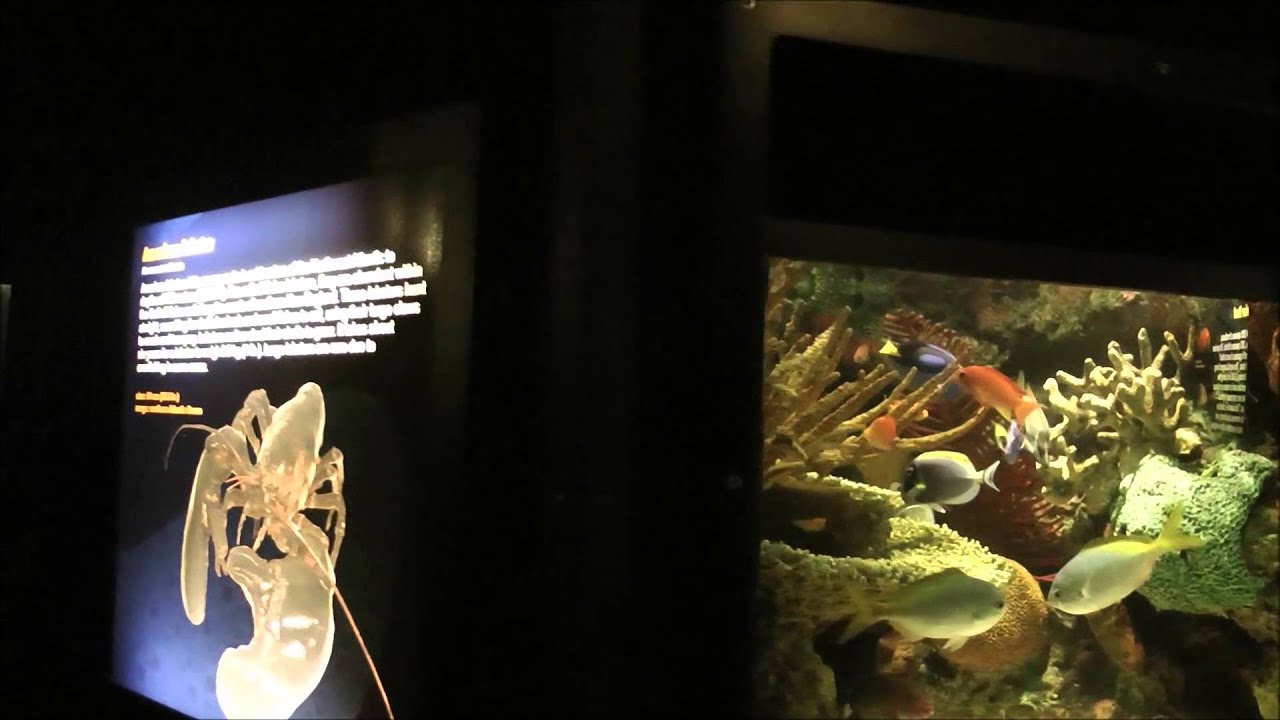 Aquarium de la Mer in SeaWorld - Photo 1