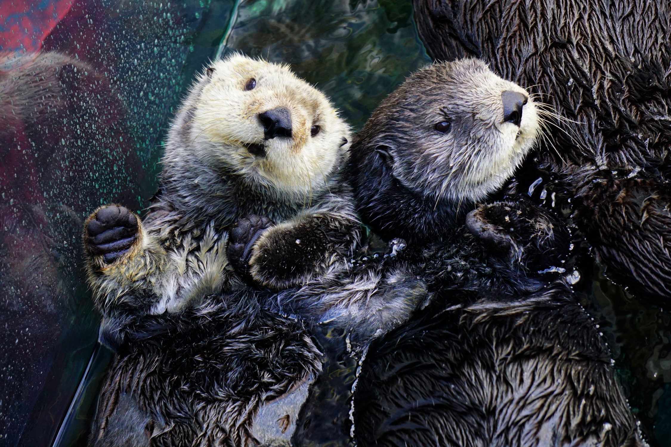 Sea otters at Monterey Bay Aquarium - Photo 1