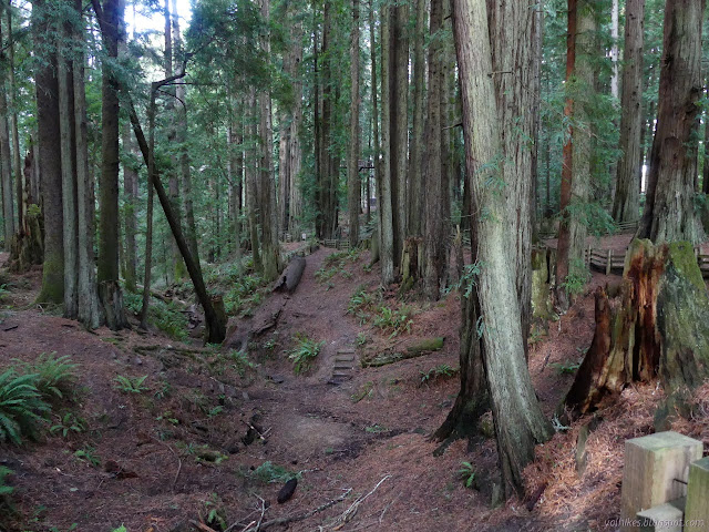 Sequoia Creek Trail - Photo 1
