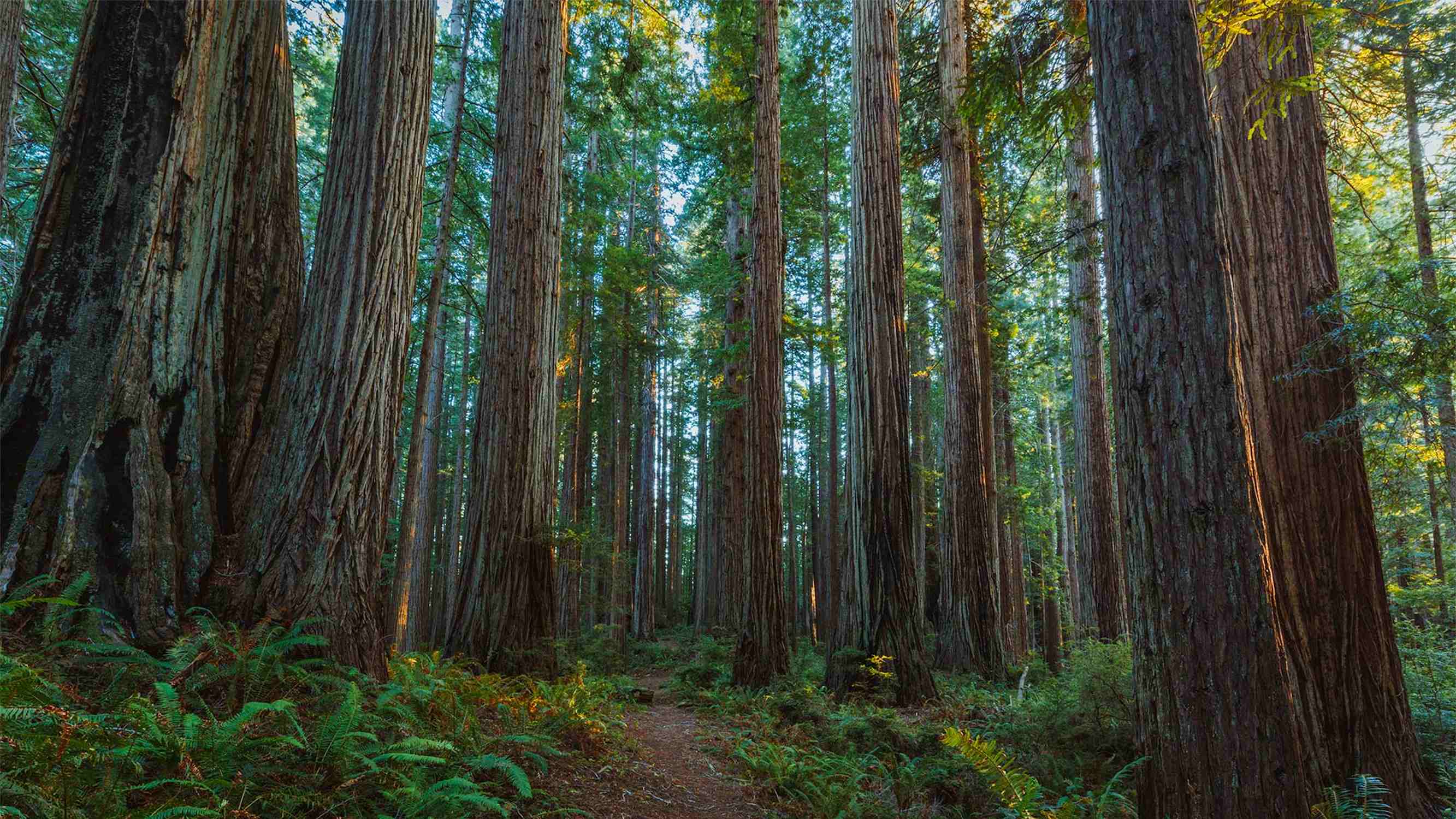 Prairie Creek Redwoods State Park - Photo 1