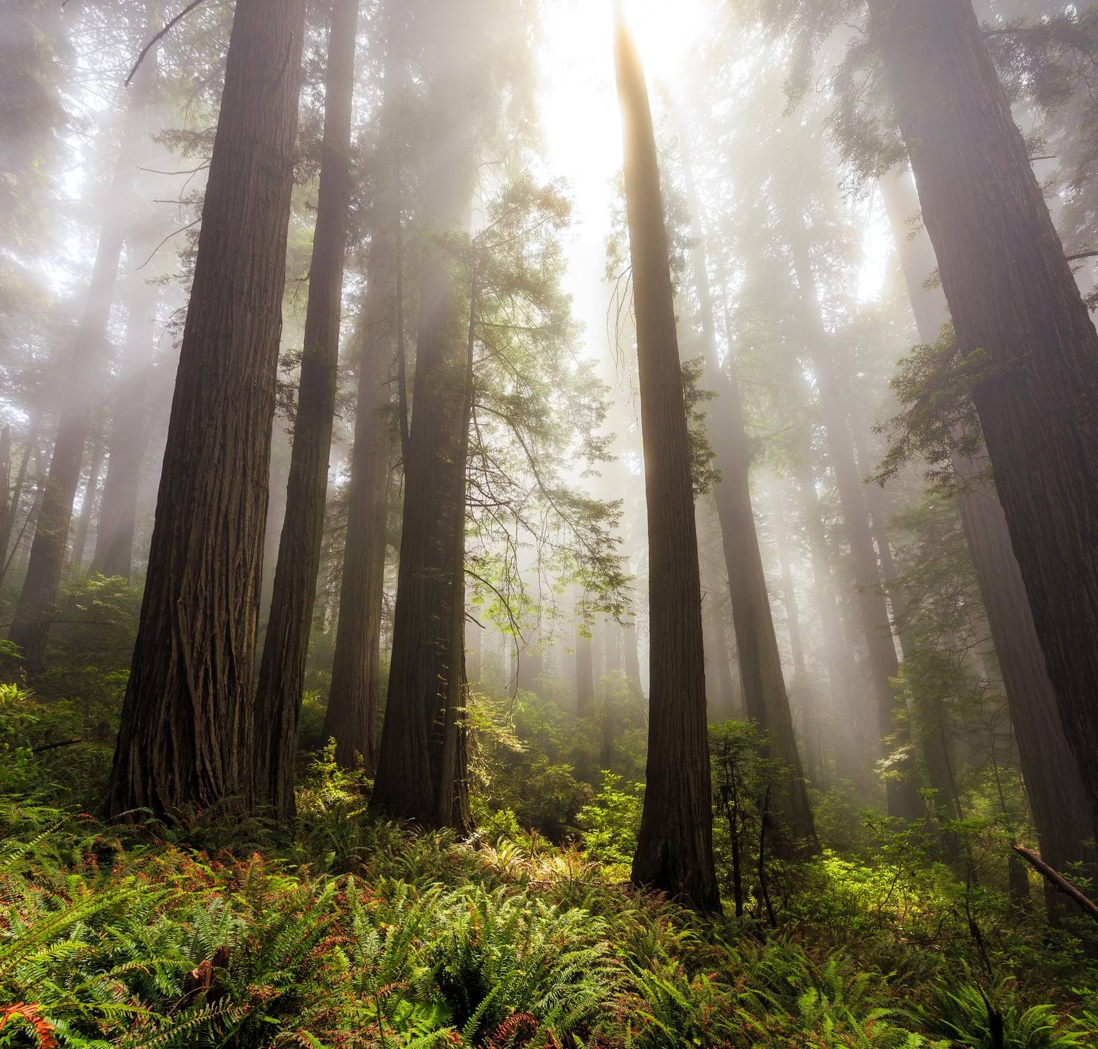 Redwood National Park - Photo 1