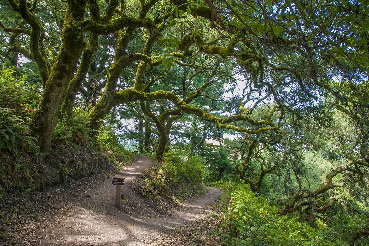 Windy Hill Open Space Preserve - Photo 1