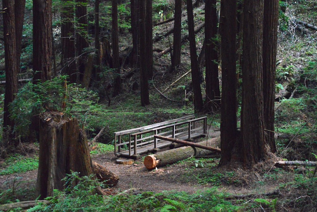 Butano State Park - Photo 1