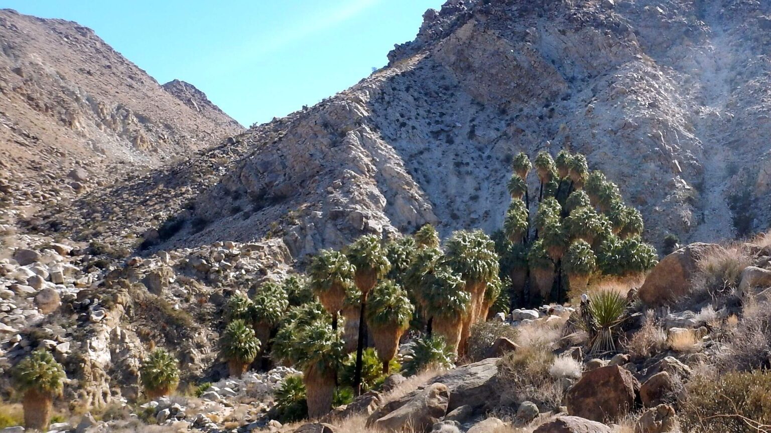 Joshua Tree Wilderness - Photo 1