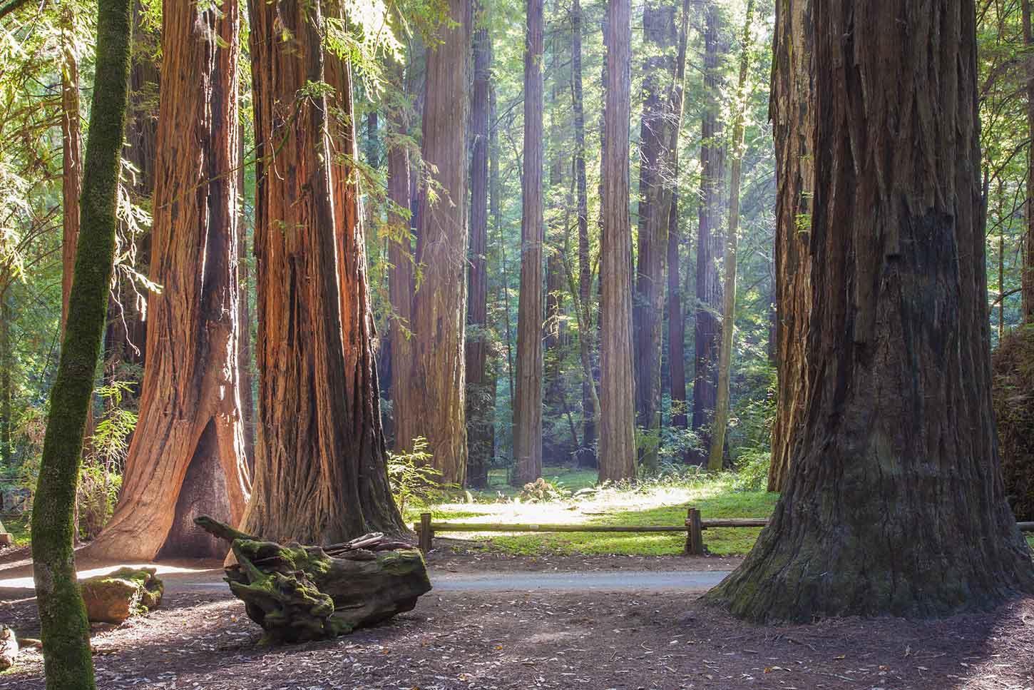 Armstrong Redwoods State Natural Reserve - Photo 1