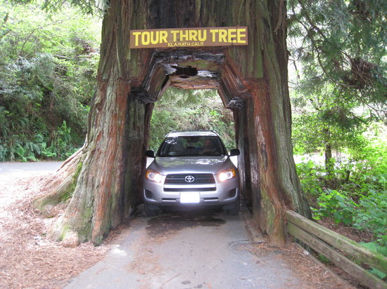Klamath Tour Thru Tree - Photo 1