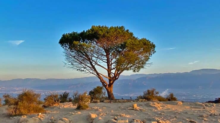 Wisdom Tree - Photo 1