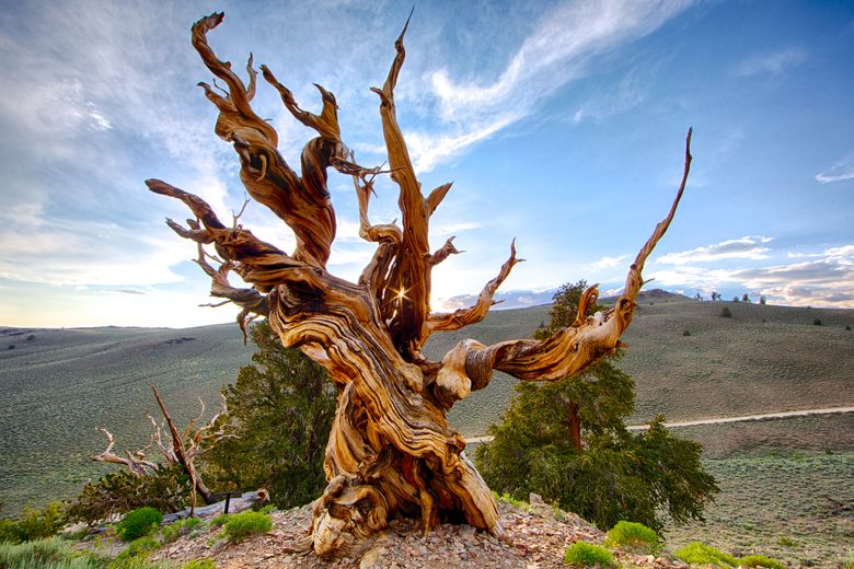 Methuselah - Photo 1