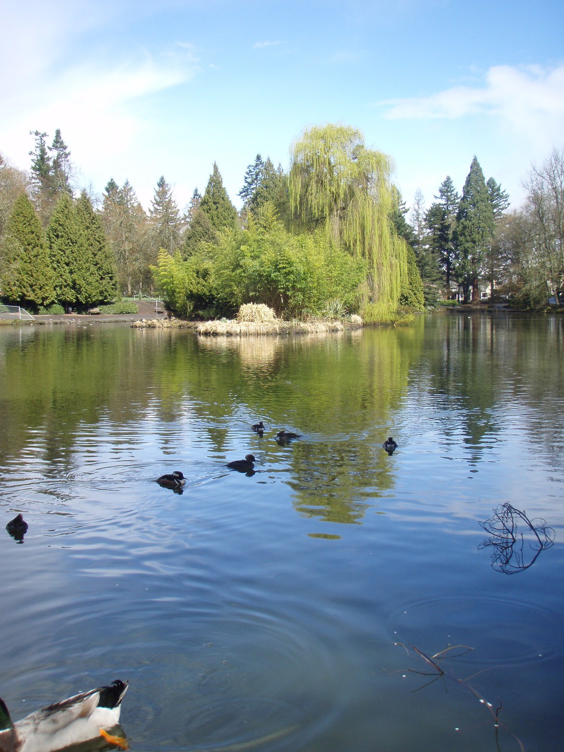 Laurelhurst Park - Photo 1