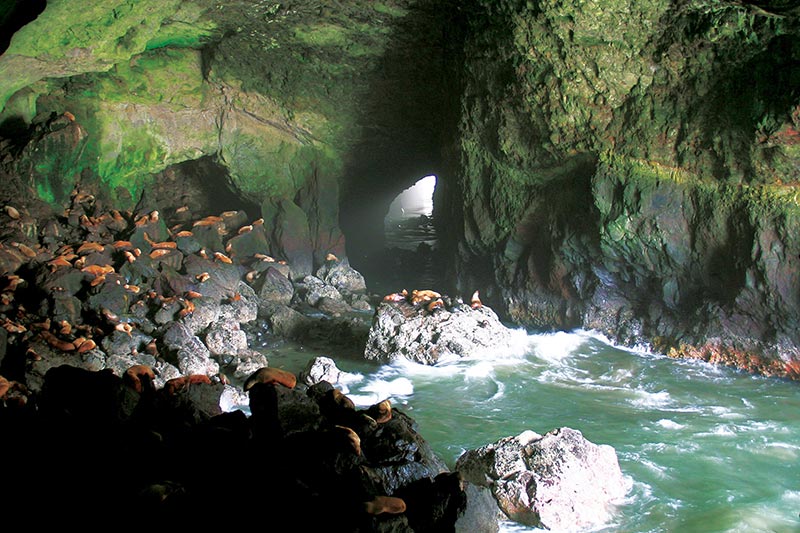 Sea Lion Caves - Photo 1
