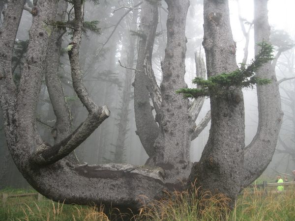 Octopus Tree - Photo 1