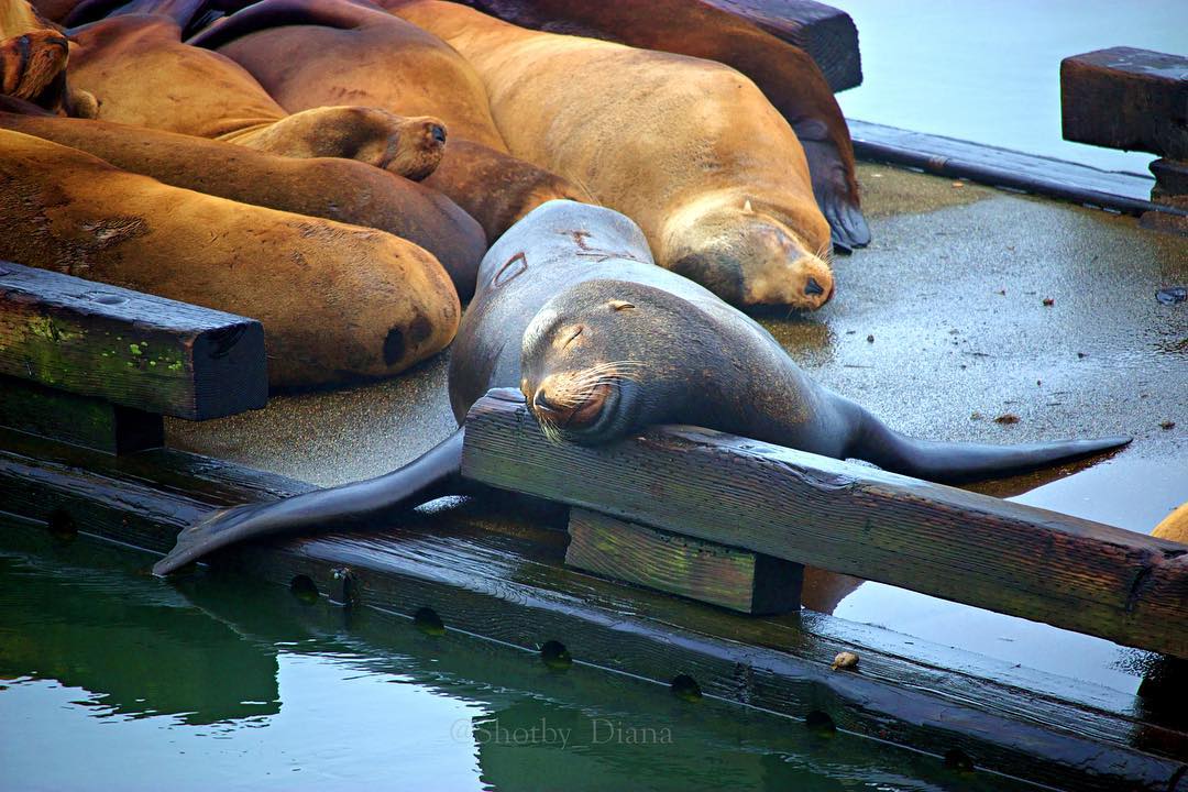 Sea Lion Dock - Photo 1