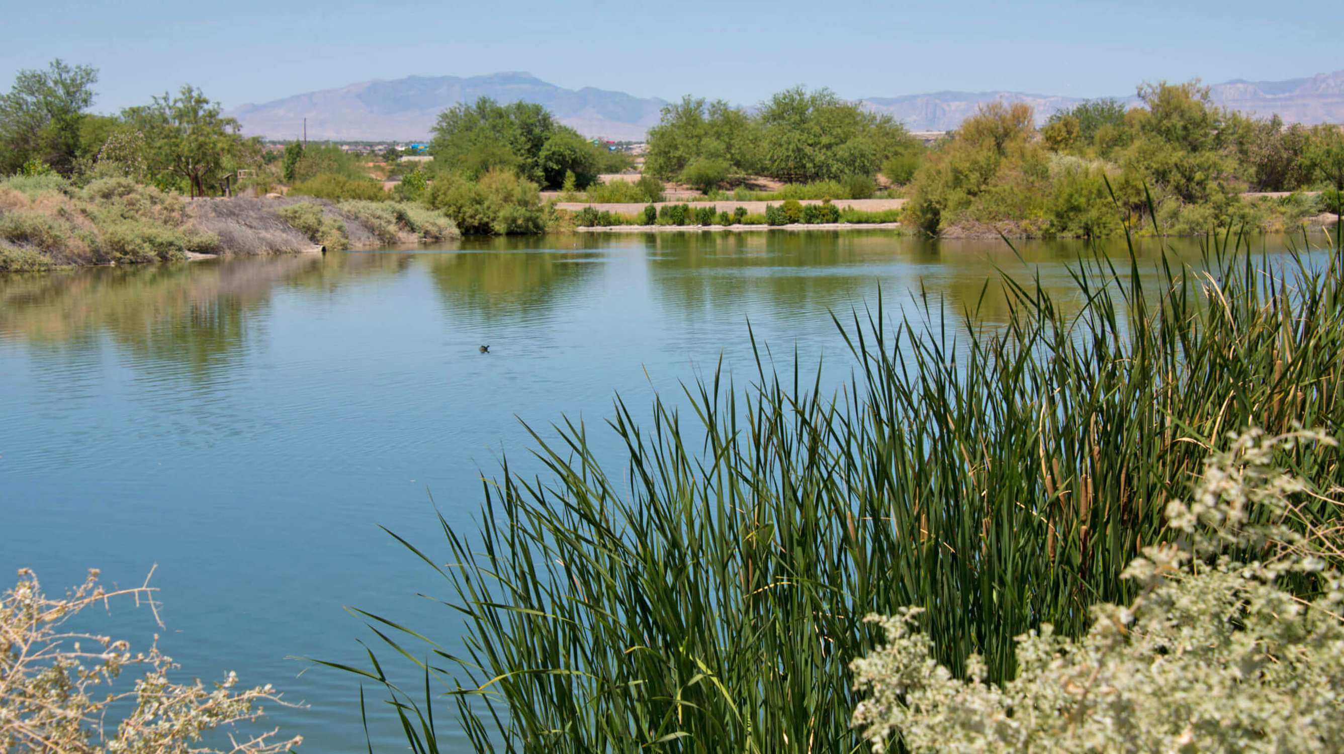 Henderson Bird Viewing Preserve - Photo 1