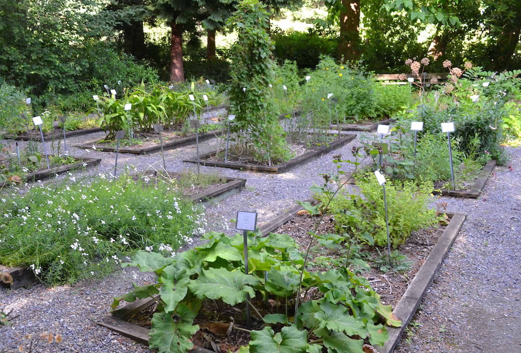 Medicinal Herb Garden - Photo 1