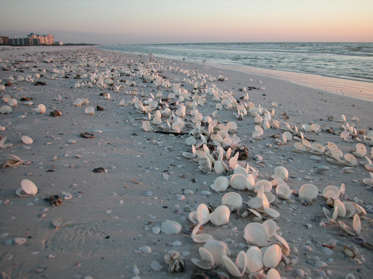 Fort Myers Beach - Photo 1