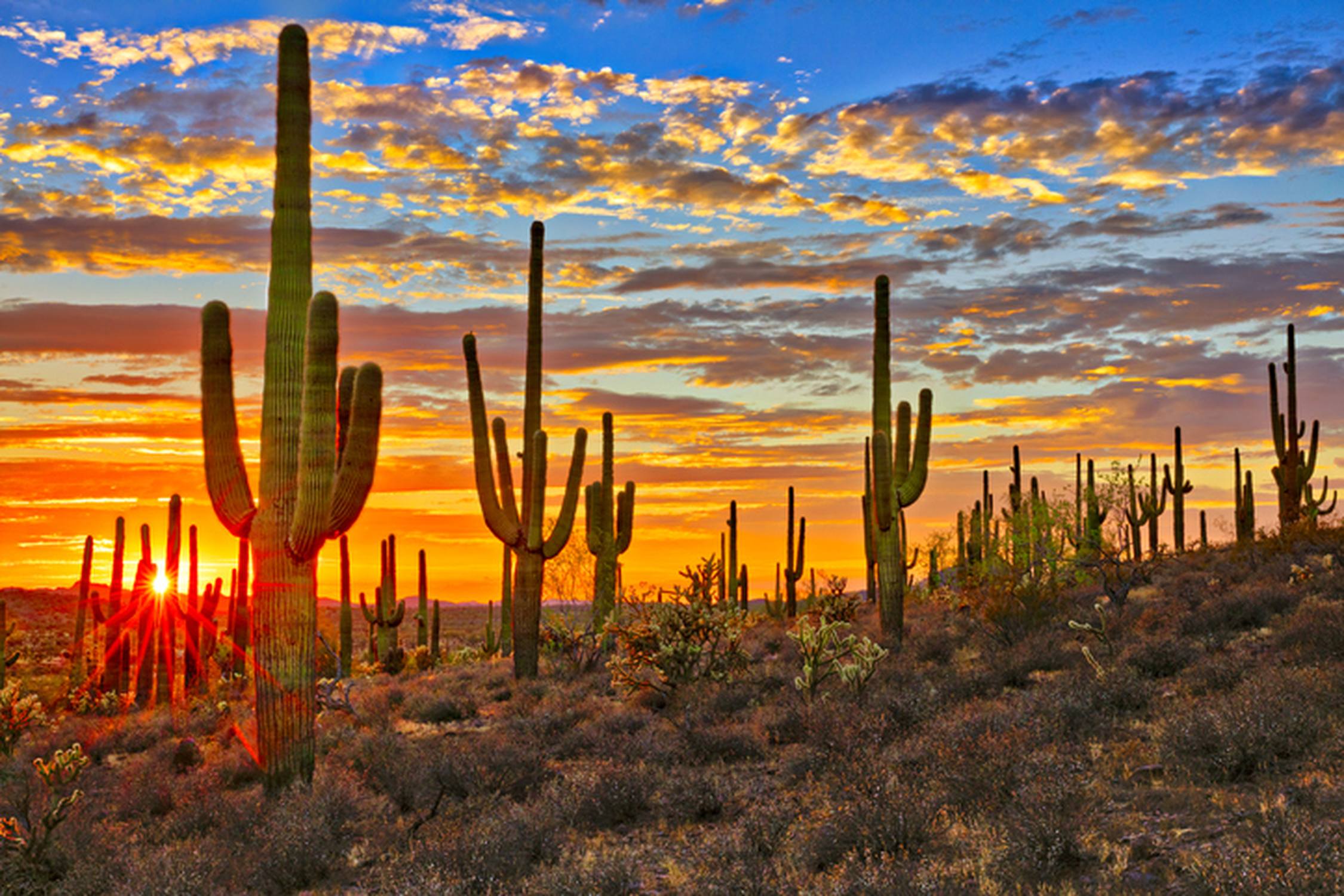 Saguaro National Park - Photo 1