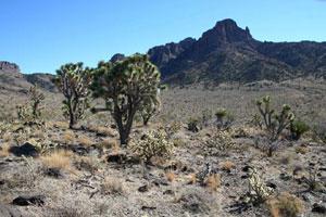 Mount Tipton Wilderness - Photo 1