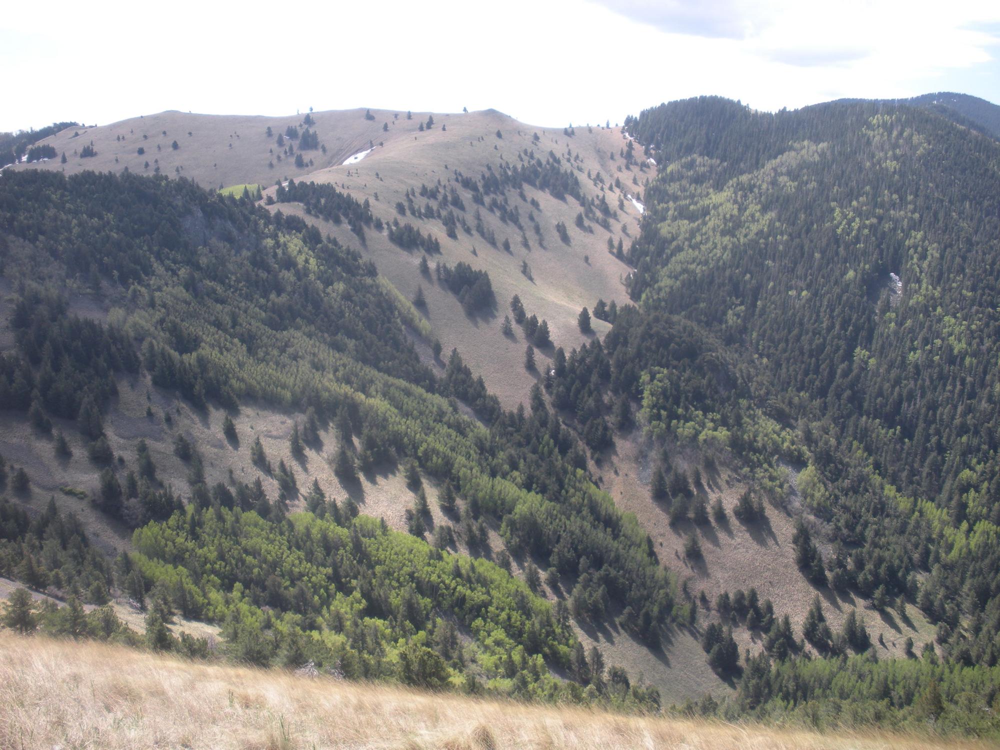 White Mountain Wilderness - Photo 1