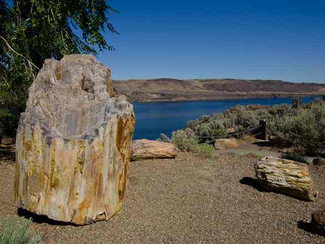 Ginkgo Petrified Forest State Park - Photo 1