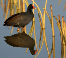 Hulēʻia National Wildlife Refuge - Photo 1