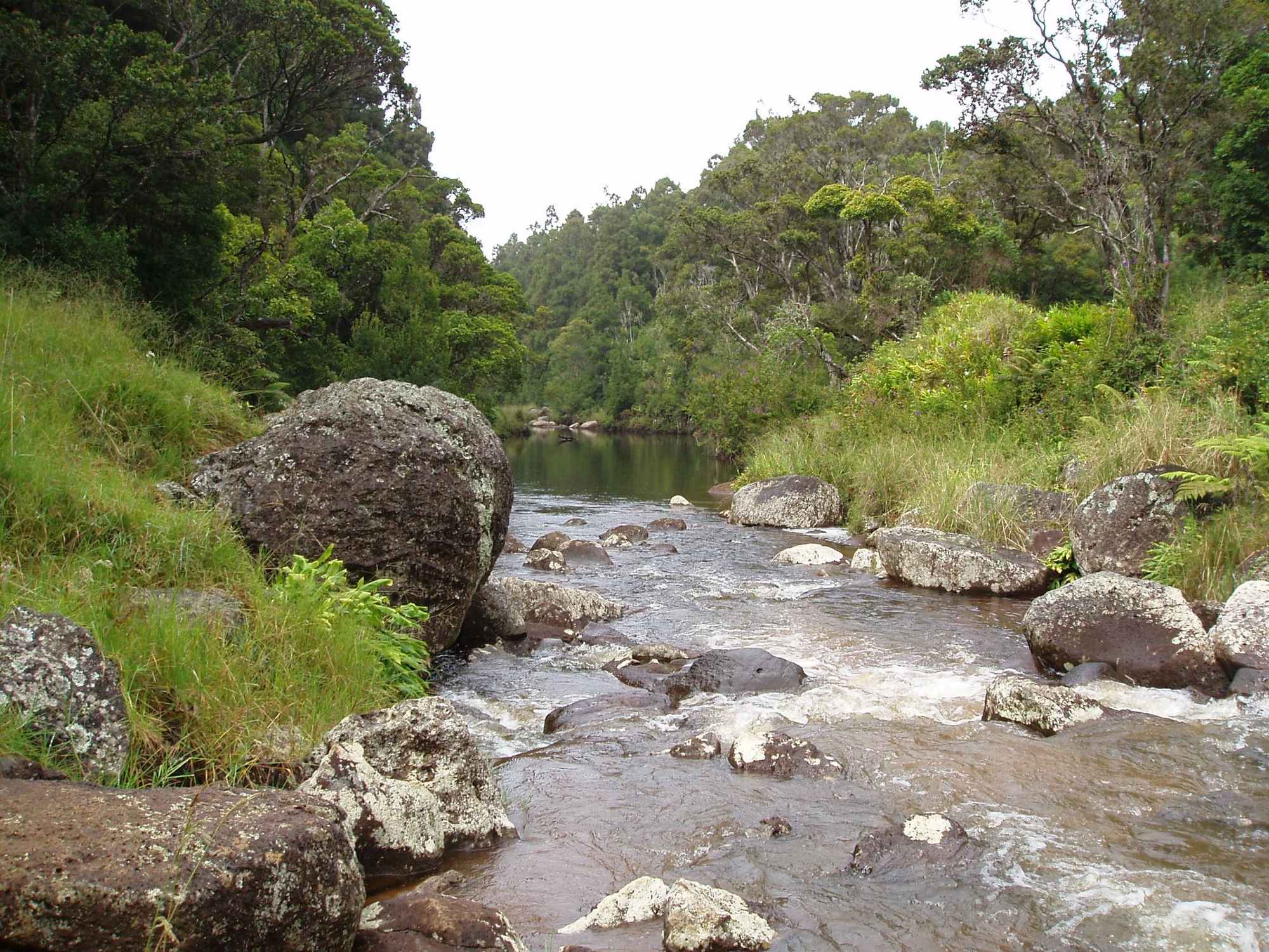 Na Pali-Kona Forest Reserve - Photo 1