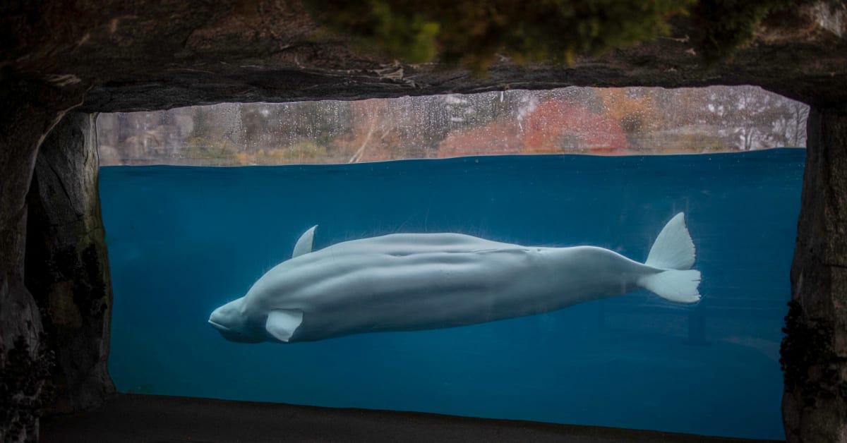 Beluga Whales at Mystic Aquarium - Photo 1