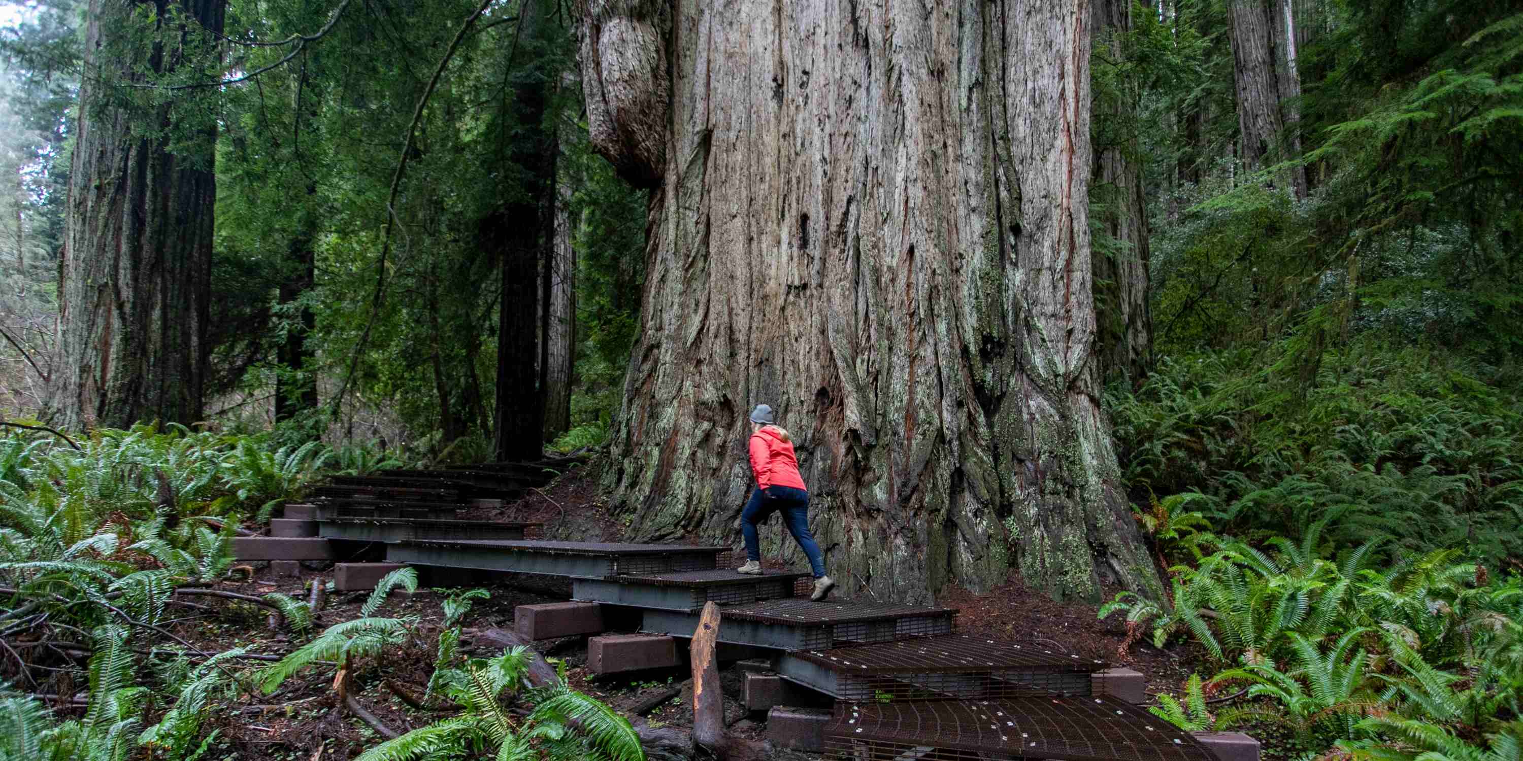 Jedediah Smith Redwoods State Park - Photo 1