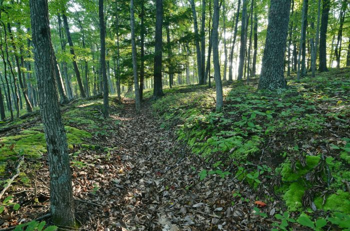 Fort Mill Ridge Wildlife Management Area - Photo 1