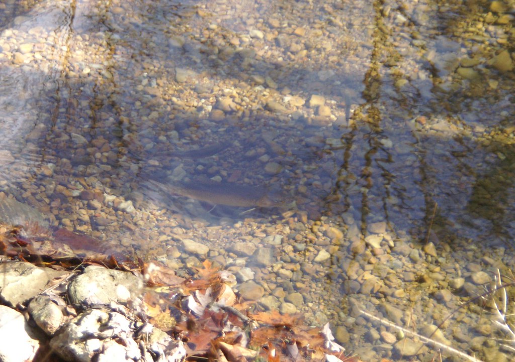 Thorn Creek Wildlife Management Area - Photo 1