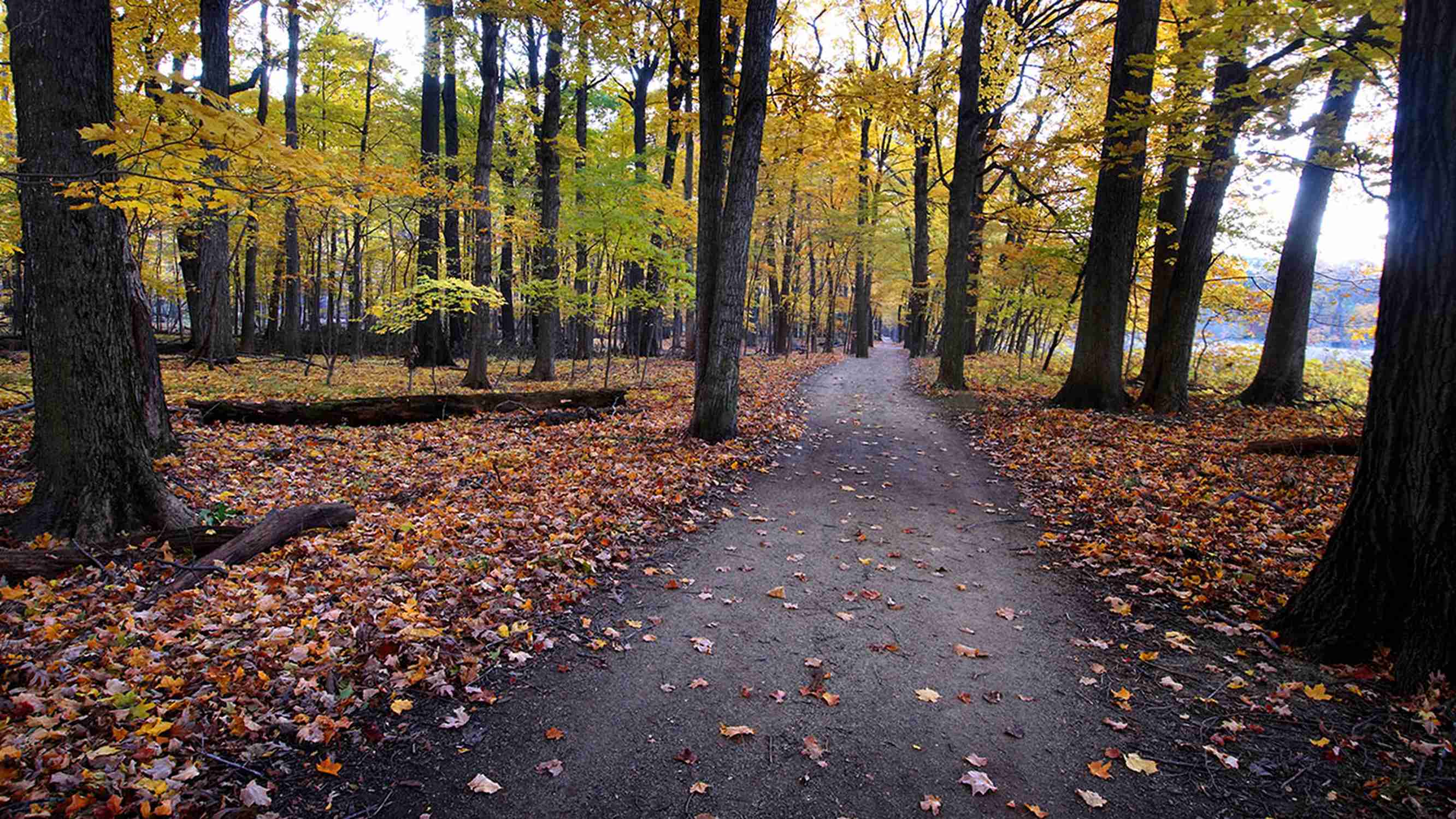Edward L. Ryerson Conservation Area - Photo 1