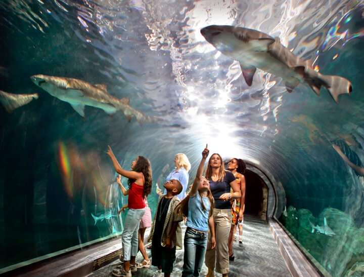 Adventure Aquarium - Photo 1