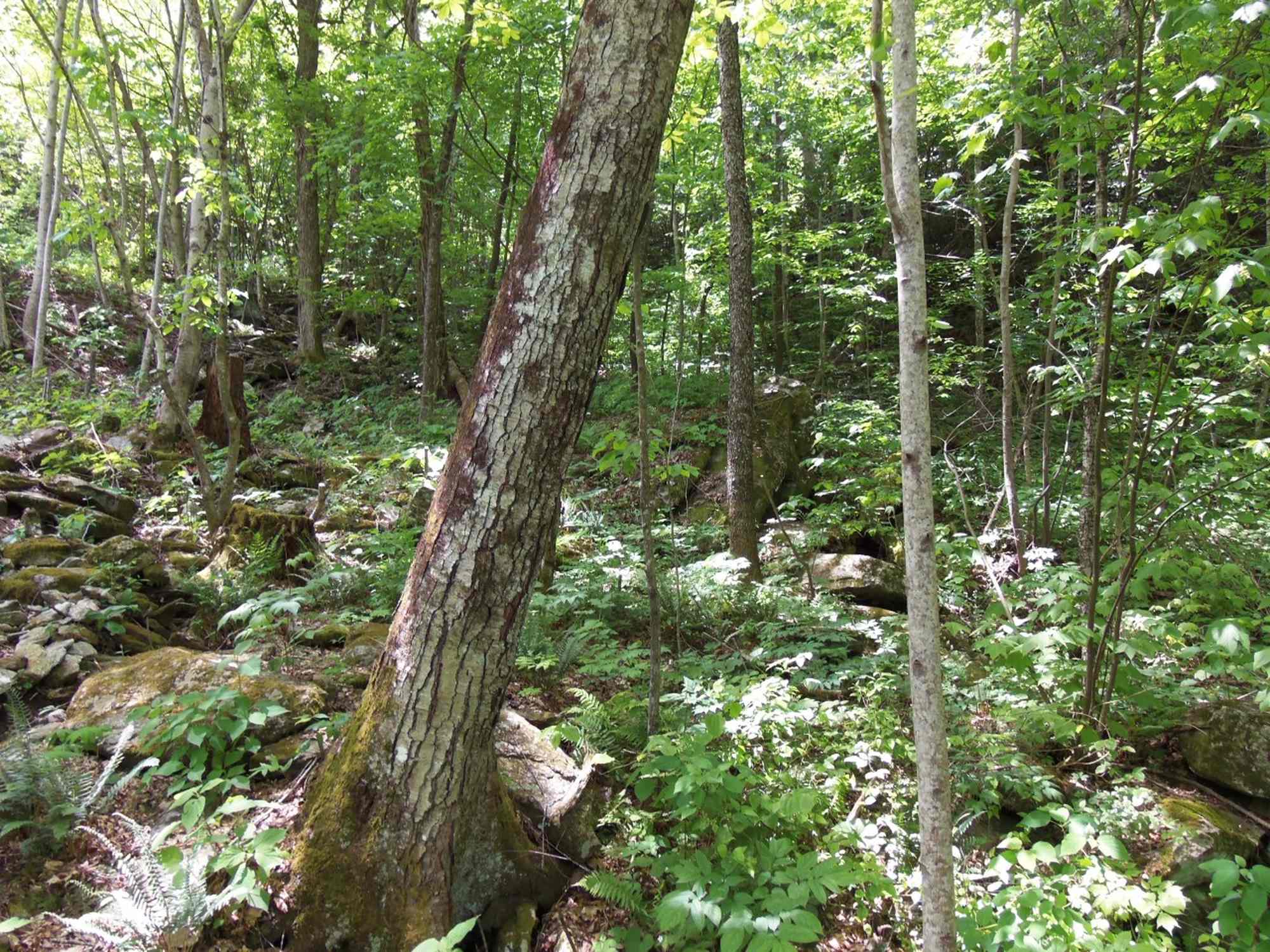 Chestnut Hills Preserve - Photo 1