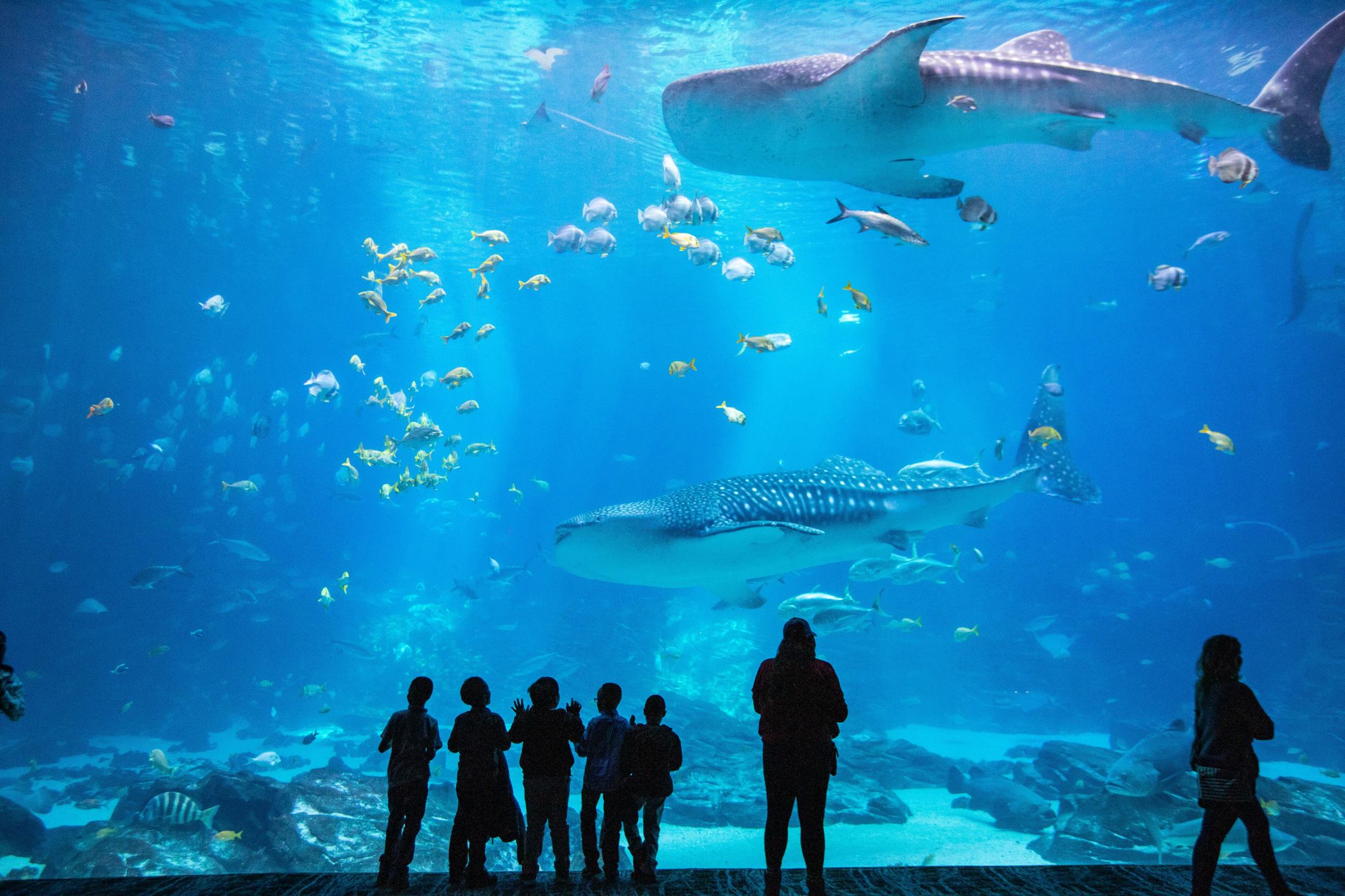Georgia Aquarium - Photo 1