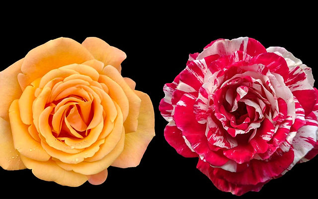 Boston Rose - Photo 1