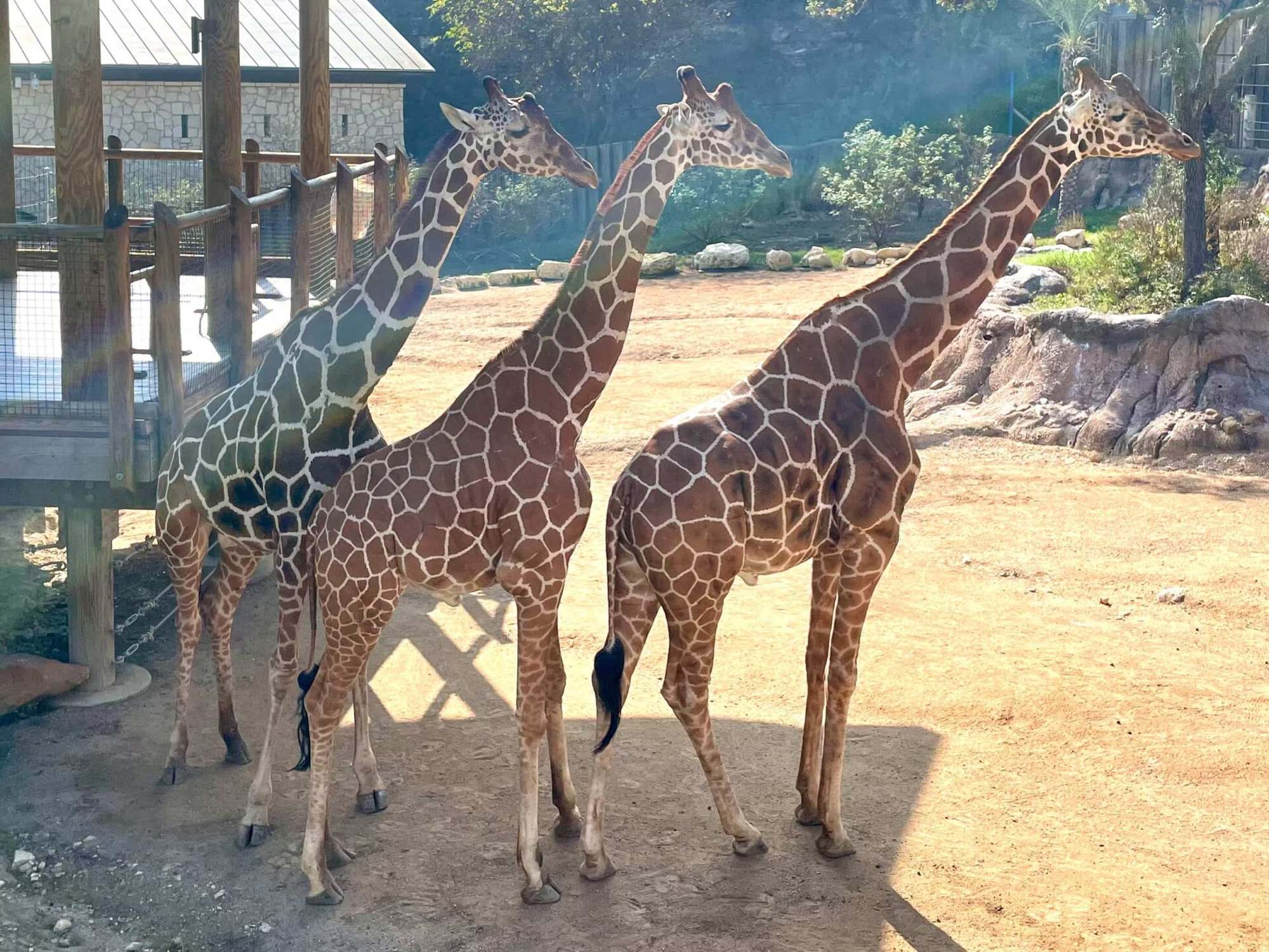 San Antonio Zoo - Photo 1
