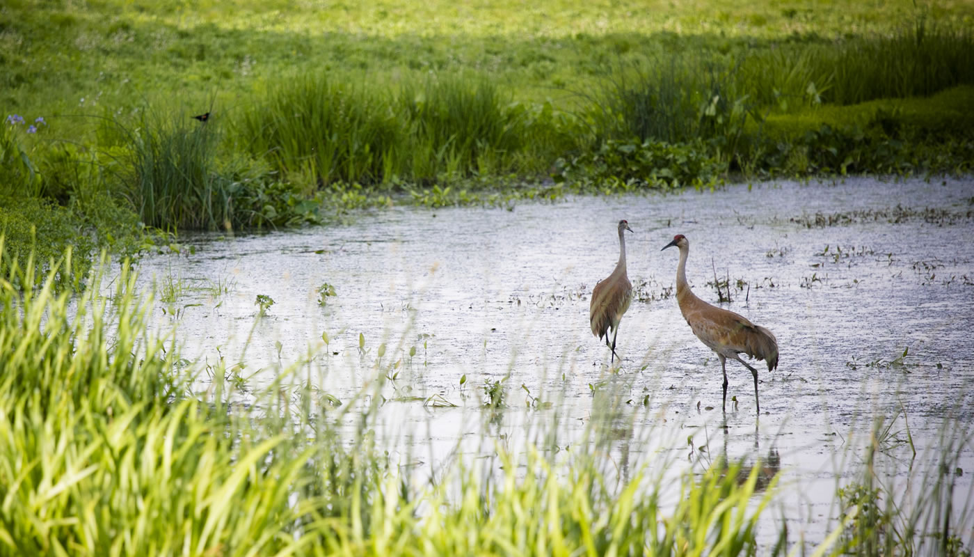 Deer Grove Forest Preserve - Photo 1